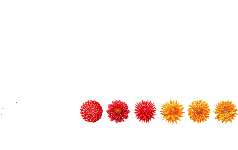 German Center for Research and Innovation San Francisco